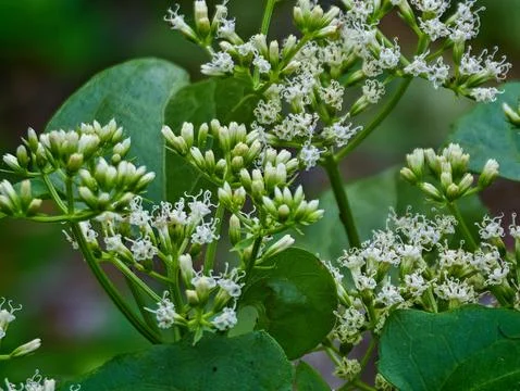 Macro close-up of tiny white wildflower clusters Stock Photos