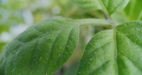 Macro Close-Up of a Tomato Leaf Showing the Structure of a Tomato Leaf Stock Footage 276675304