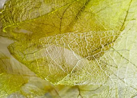 Macro close-up of translucent skeleton leaves with delicate yellow-green ve.. 库存照片