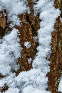 Macro close up of tree bark during winter season, tree bark covered in snow,  Stock Photos