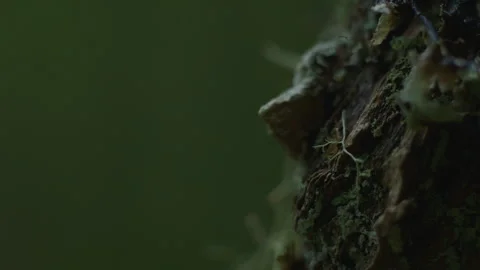 Macro close up of tree bark Stock Footage 232438117