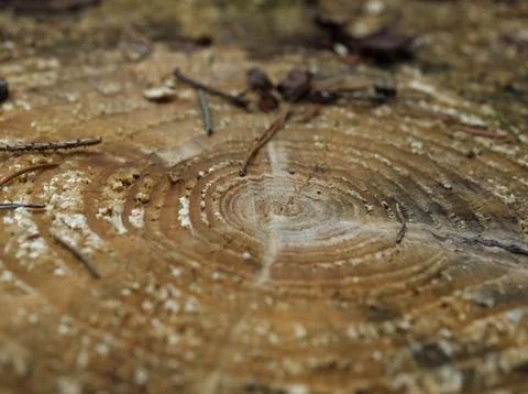 Macro Close-up of Tree Rings on a Cut Tree Stump Stock Photos