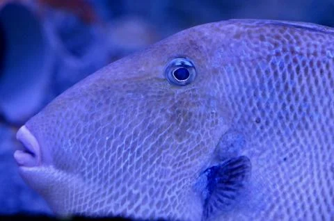 Macro Close-up of Triggerfish Head and Textured Scales in Blue Ocean Lighting Stock Photos
