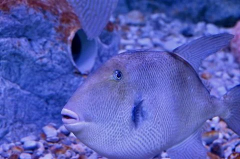 Macro Close-up of Triggerfish Head and Textured Scales in Blue Ocean Lighting Stock Photos