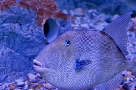 Macro Close-up of Triggerfish Head and Textured Scales in Blue Ocean Lighting Stock Photos