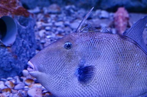 Macro Close-up of Triggerfish Head and Textured Scales in Blue Ocean Lighting Stock Photos