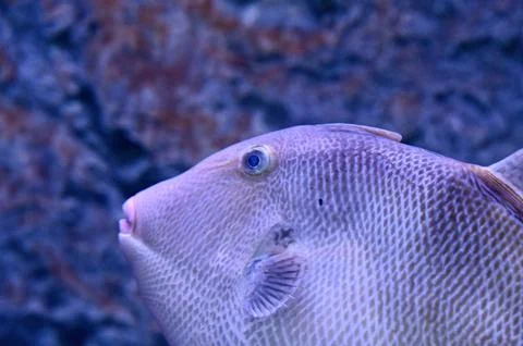 Macro Close-up of Triggerfish Head and Textured Scales in Blue Ocean Lighting Stock Photos