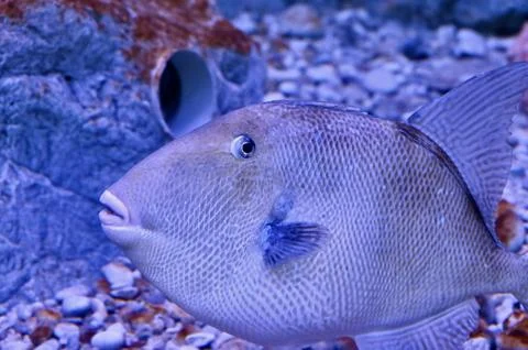 Macro Close-up of Triggerfish Head and Textured Scales in Blue Ocean Lighting Stock Photos