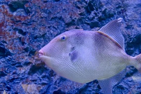 Macro Close-up of Triggerfish Head and Textured Scales in Blue Ocean Lighting Stock Photos