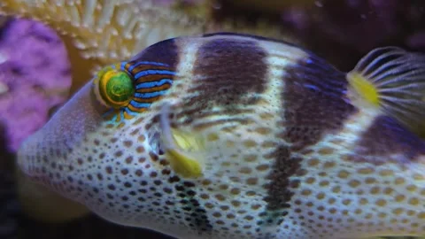 Macro close up of a trunk fish Stock Footage 266159893