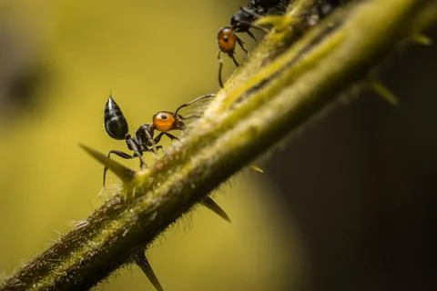 Macro close-up of two ants walking on a plant Stockfoto's