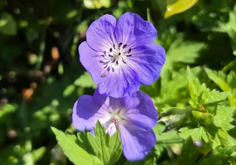 Macro close-up of two bright purple geranium cranesbill flowers in sunny garden Stock Photos