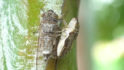 Macro close-up of two cicadas mating on a green tree trunk in a tropical ga.. Stock Footage 325633644