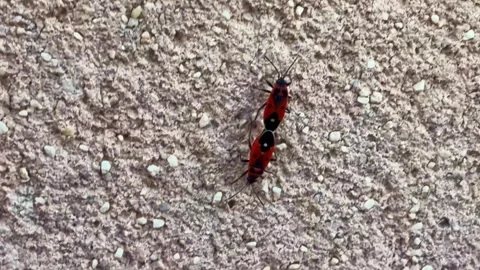 Macro close up of two firebugs mating on wall Stock Footage 335965499