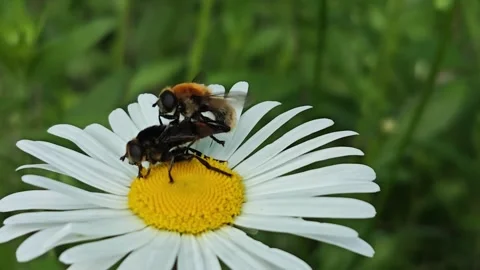 Macro Close-Up Two Hoverflies Mating on White Daisy Flower Summer Meadow Видео 335704184