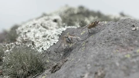 Macro close up of two moorland fly, mocas del paramo in Cotopaxi National Vídeo Stock 194140772
