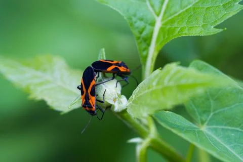 Macro Close-up of Two Orange and Black Milkweed Bugs on a Leaf Stock Photos