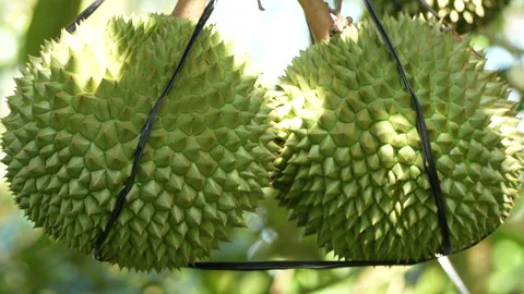 Macro Close up of Two Premium Black Thorn Durian Fruits 스톡 동영상 335545711