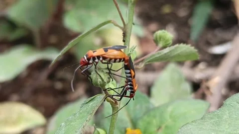 Macro Close Up of Two Red Cotton Stainer Bugs Mating on Green Plant Stem Stock Footage 345783322