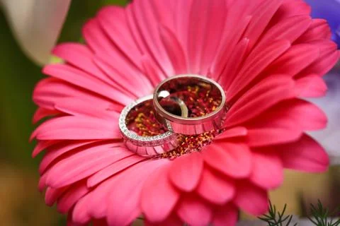 Macro close up of two wedding rings in center of red flower Stock Photos