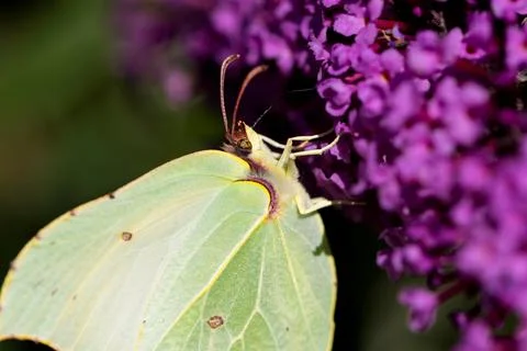 A macro close ui portrait of a common brimstone butterfly sitting on the purp Foto stock