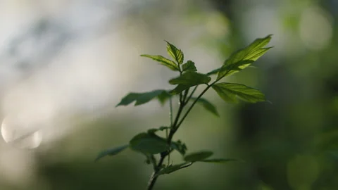 Macro Close ups of summer nature elements Video stock 276658316