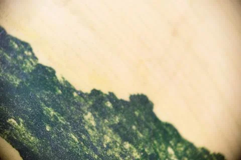 Macro close-up of variegated leaf surface texture Stock Photos