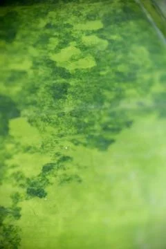 Macro close-up of variegated leaf surface texture Stock Photos