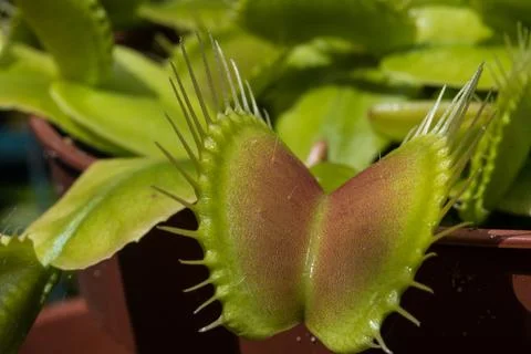 Macro Close-Up of Venus Flytrap Carnivorous Plant Foto stock