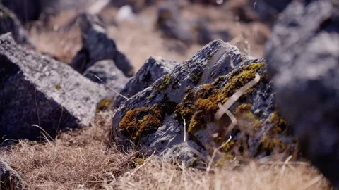 Macro close up of vibrant green and orange moss growing on a weathered grey Stock Footage 344180047