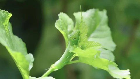 Macro close-up of a vibrant green caterpillar with prominent eyespots crawl.. Stock Footage 346221696