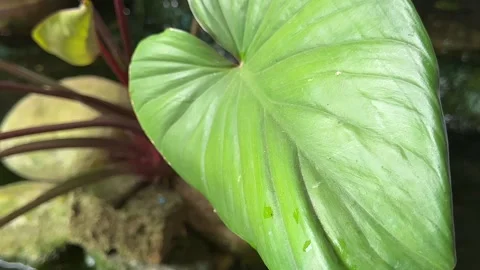 Macro Close-Up of Vibrant Green Leaves Stock Footage 327023742