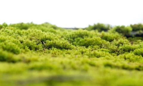 Macro Close-Up of Vibrant Green Moss Stock Photos