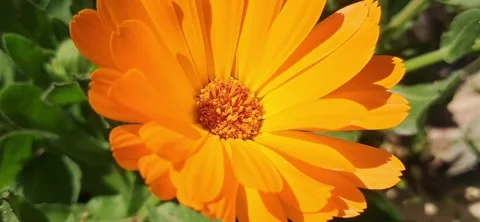 Macro Close-Up of Vibrant Orange Calendula Flower Stock Footage 335080868