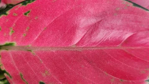 Macro close-up of a vibrant pink leaf with visible veins and subtle green a.. 写真素材