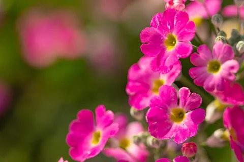 Macro close-up of vibrant pink primrose flowers with yellow centers Stock Photos
