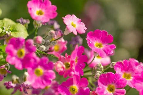 Macro close-up of vibrant pink primrose flowers with yellow centers Stock Photos