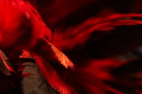 Macro close up of vibrant red feathers texture on dark background with sele.. Fotos de archivo