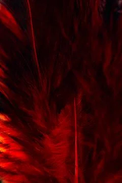 Macro close up of vibrant red feathers texture on dark background with sele.. Stock Photos