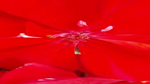 Macro close-up of vibrant red geranium flower petals and stamen Stock Footage 338285581