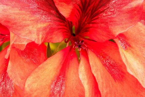 Macro Close Up of Vibrant Red Geranium Flower in Bloom Stock Photos