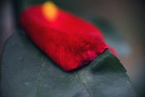 Macro close-up of a vibrant red rose petal resting gently on a green leaf Stock Photos