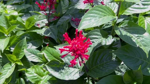 Macro close-up of a vibrant red tropical flower cluster with tubular petals. Stock Footage 320479209