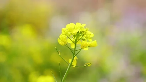 Macro Close-up of Vibrant Yellow and Blue Wildflowers Blooming in Sunlit Meadow Vídeos de archivo 337411210