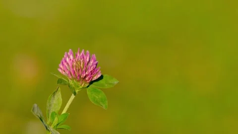 Macro close-up video of a clover flower Stock Footage 315437072