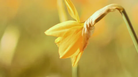 Macro Close Up Video of Flower Video stock 39093322