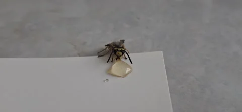 Macro Close Up Video Footage Of Wasp Grooming Itself On Ground Stock Footage 341076675
