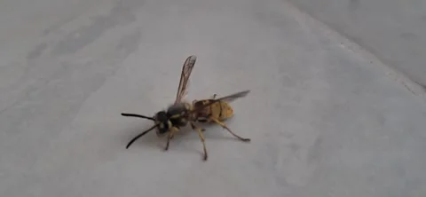 Macro Close Up Video Footage Of Wasp Walking On Ground Stock Footage 341077789