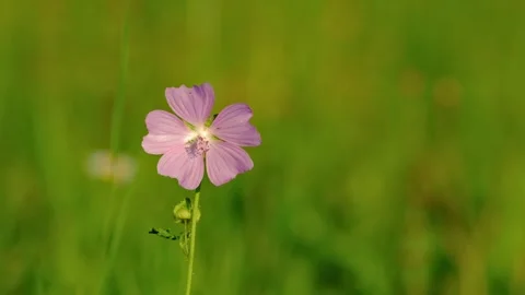 Macro close-up video of a mallow (Malva) flower Stock Footage 315499380