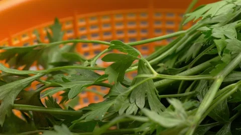 Macro close up video of parsley rotating on a plastic strainer Stock Footage 279867832